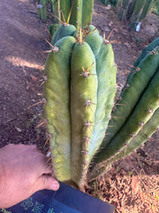 👑🌶️ Kimnach — 10” Tip
