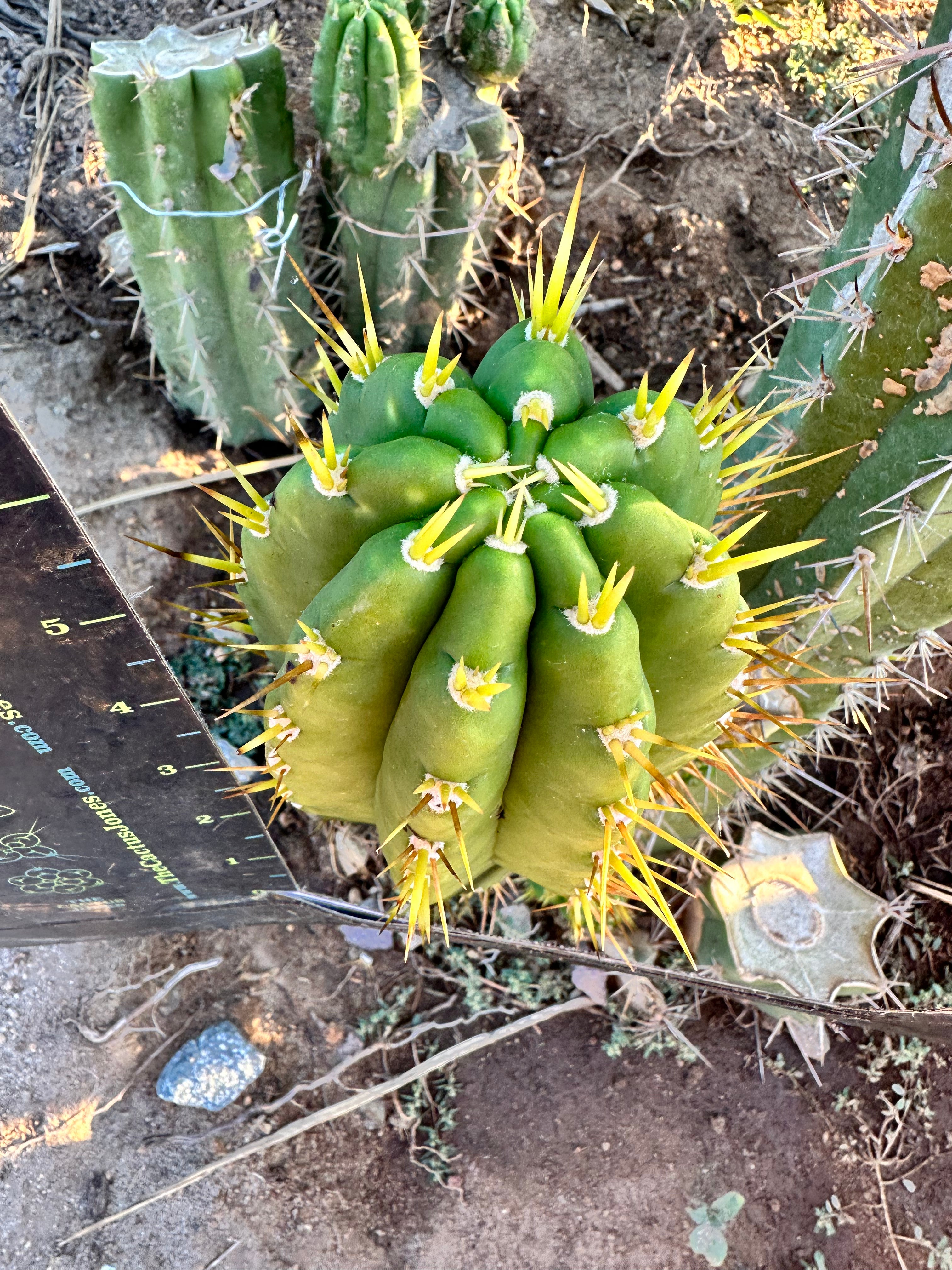 👑 Jones Pink 🌸 — FAT Tip