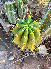 👑 Jones Pink 🌸 — FAT Tip