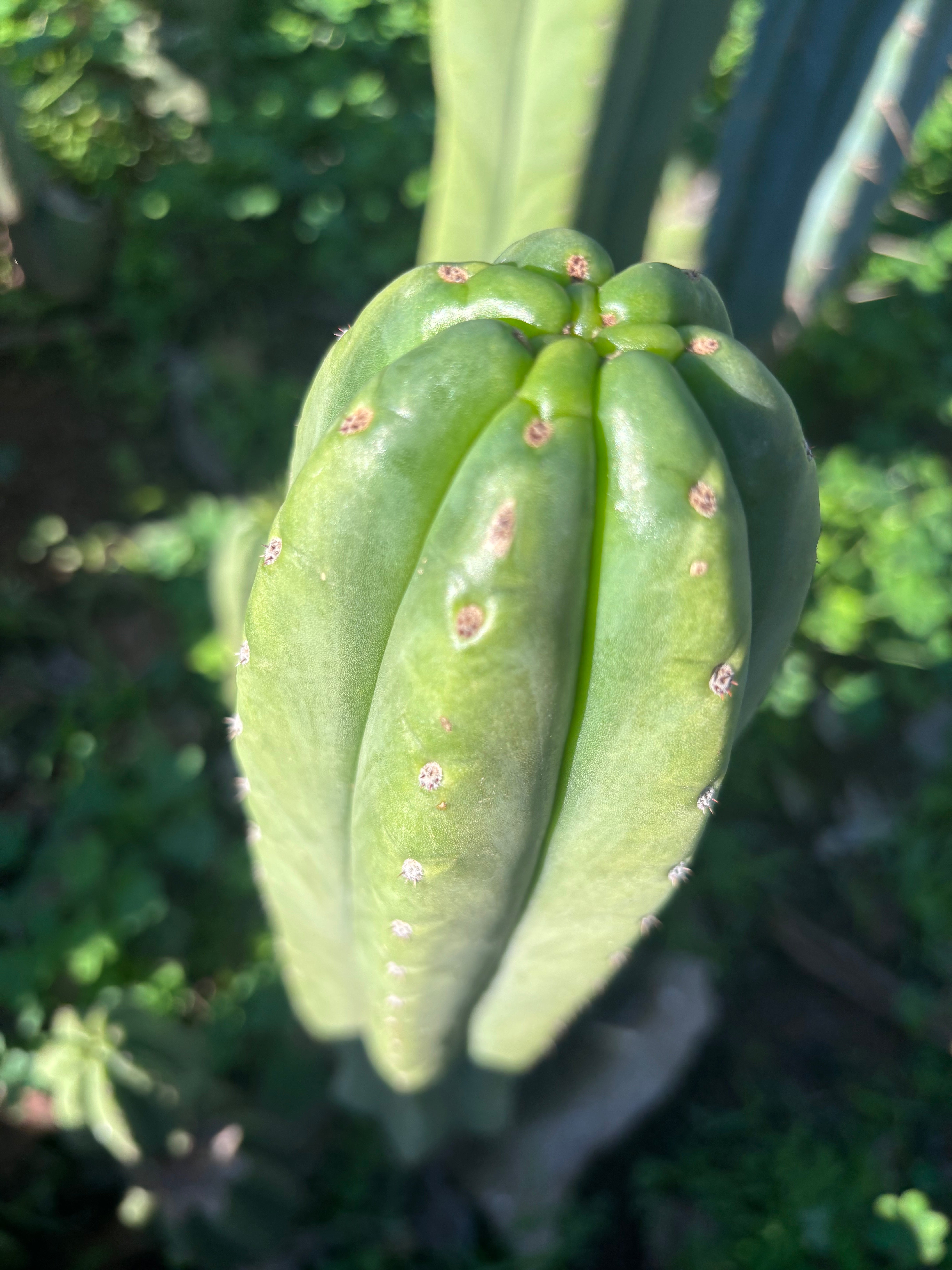 👑🌶️ The Field’s Pachanoi — Chonky 12” Tip