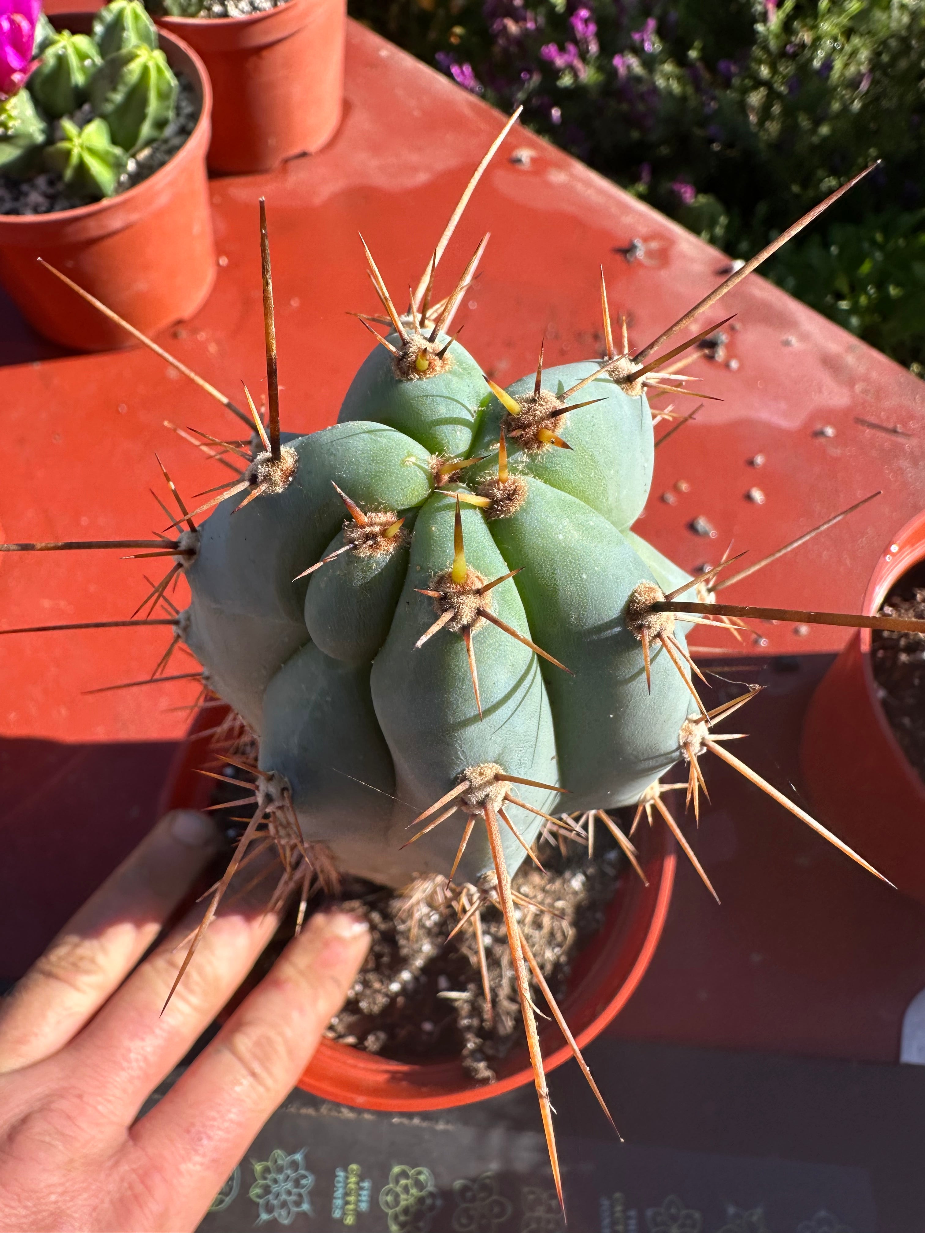 👑💙 Icaros Peruvianus  — Rooted 8” (2)