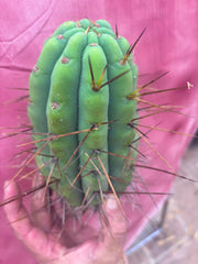 🌶️🌶️⚠️ E.R. — Another Beefy 9” Pup
