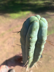 👑🌶️ Hammer2 — XXL 20” Tip