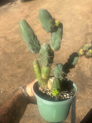 👑🌶️🌶️  TBM Clone B — Fully Rooted, 12 Segments