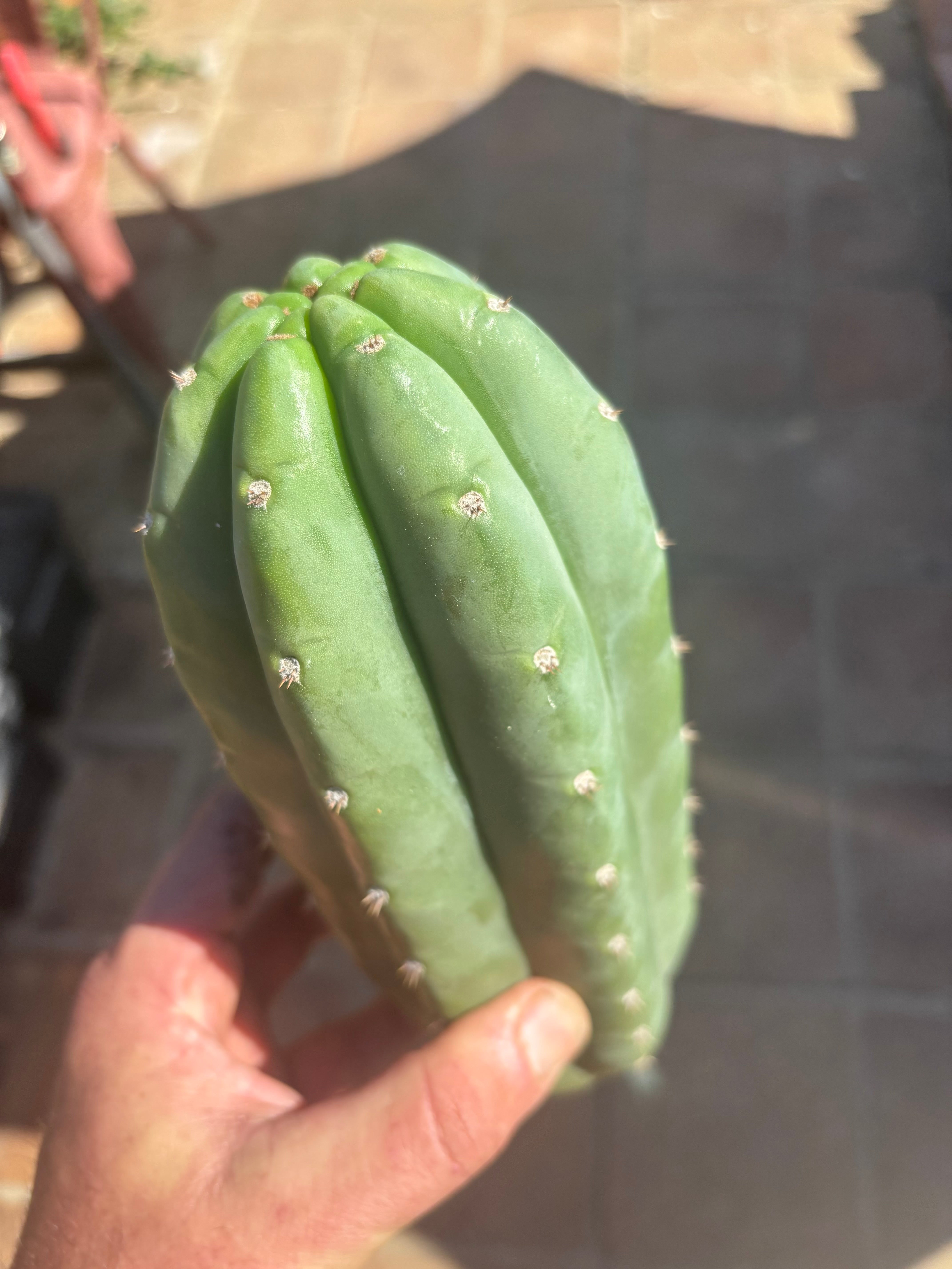 💎👑🌶️ Pierre — Chonky 10” Pup