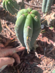 👑🌶️🌶️ Pala! — The Sunday Pup