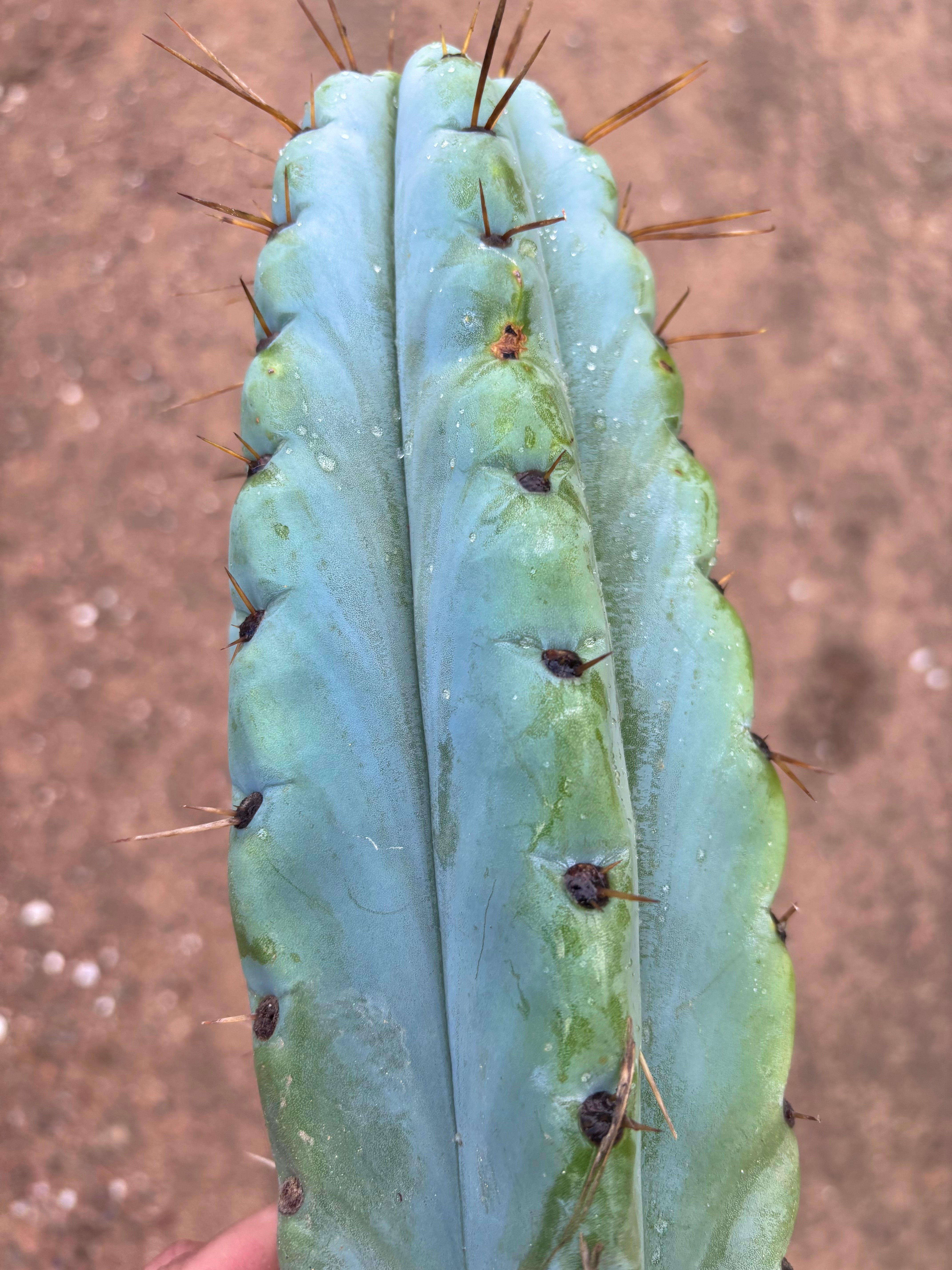 💎🌶️ Noid of the Moment — XL 14” Tip