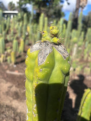 👑💎🌶️🌶️ TBMC — Graft on Thick TPM