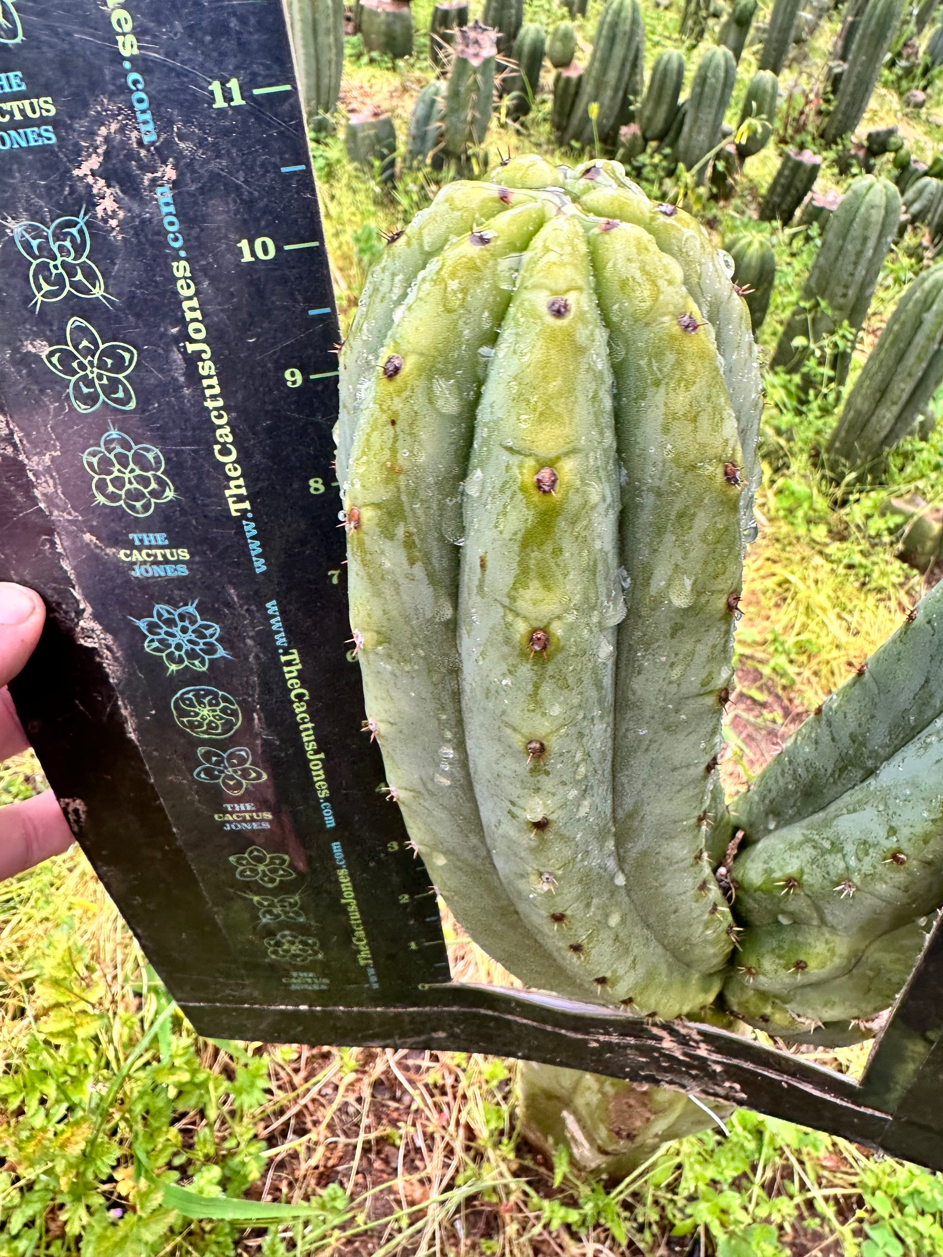 👑🌶️🌶️ Ogun — Beefy 10” Tips (3)