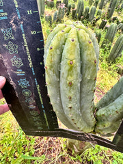 👑🌶️🌶️ Ogun — Beefy 10” Tips (3)