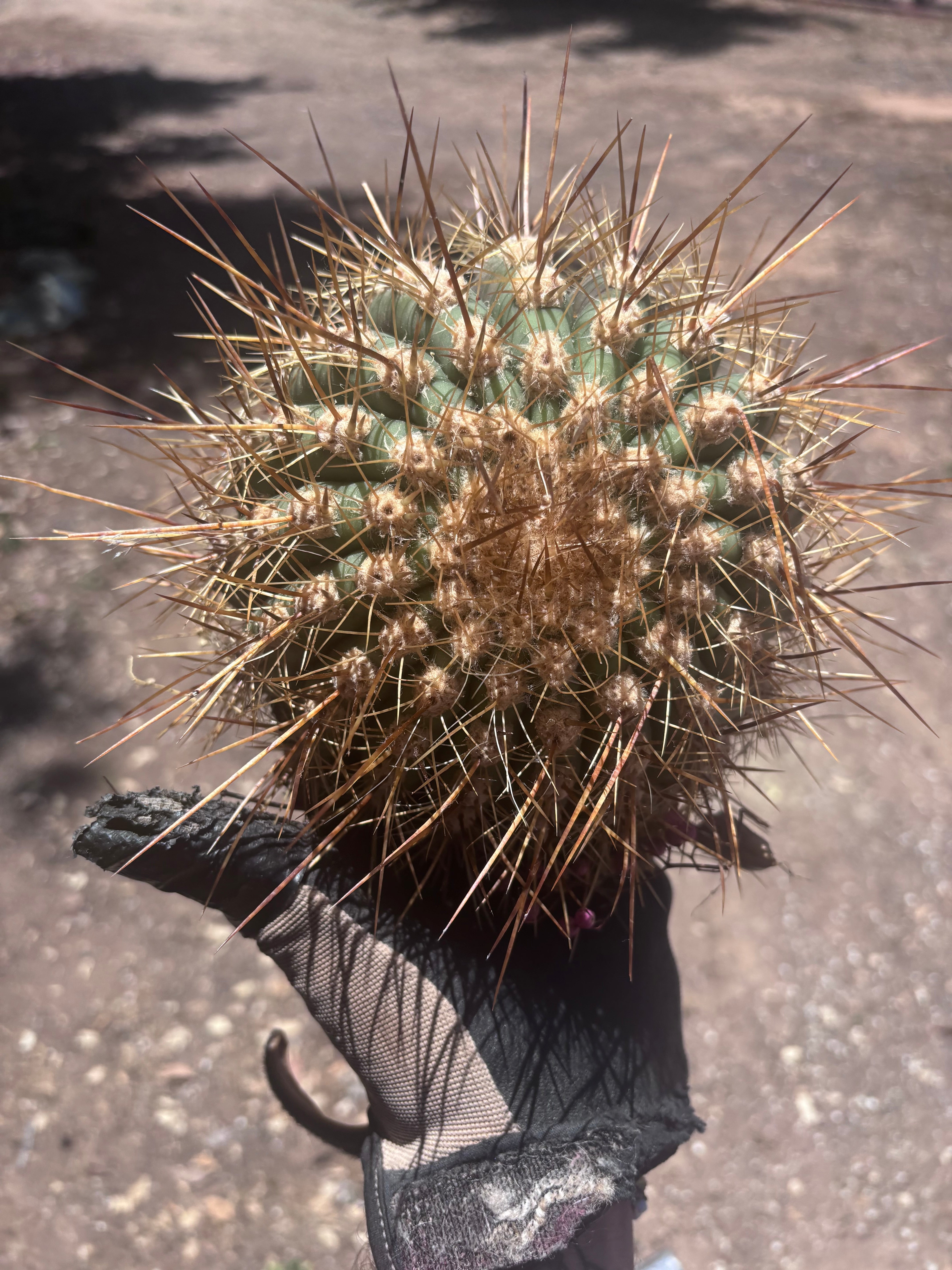 💎 T. Atacamensis — Small Pup