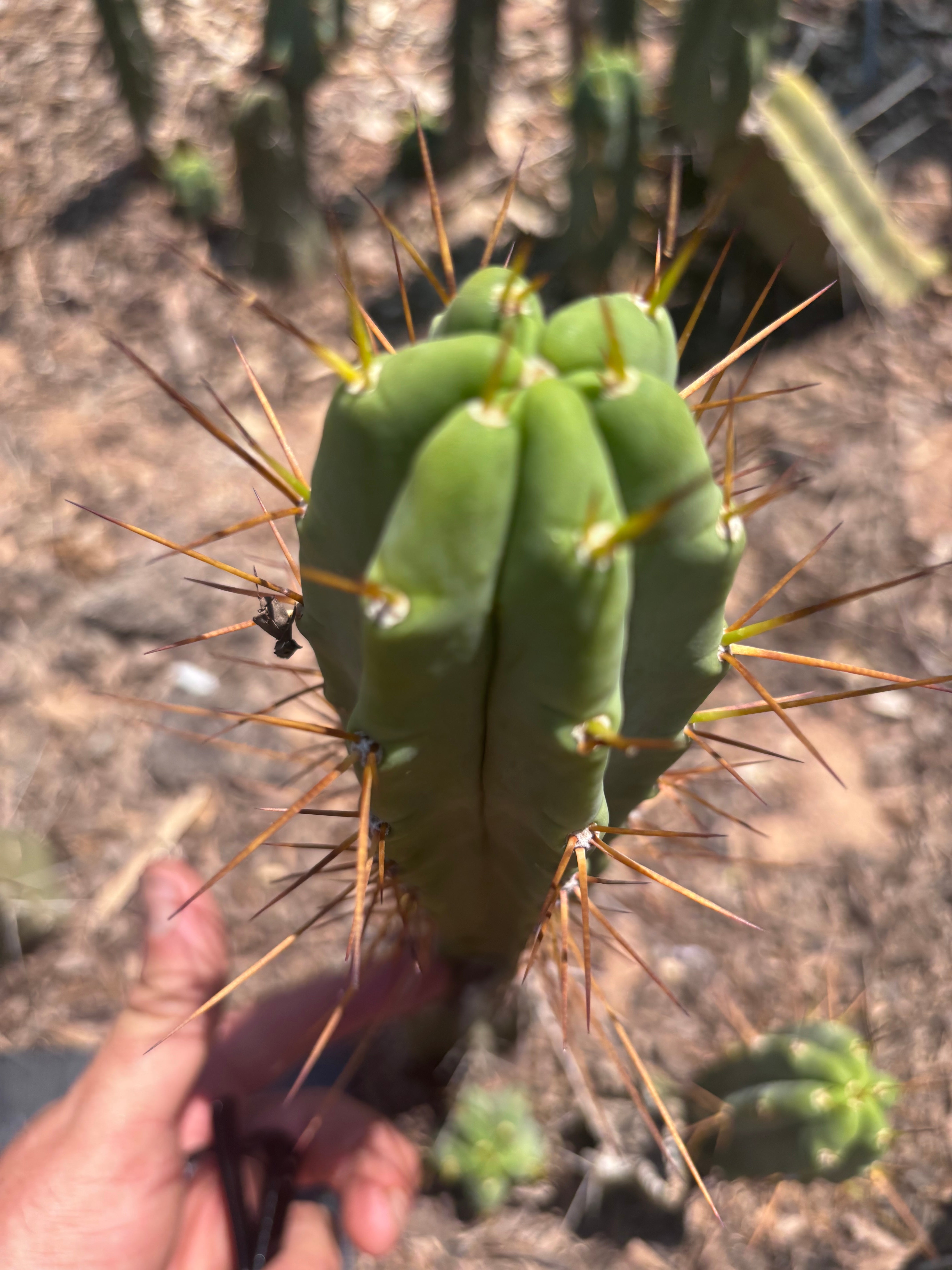 👑🌶️🌶️ Dulzura — 10” Tips (Restocked)