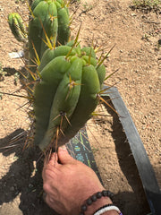 👑🌶️ Nash — 10” Tips, Restocked