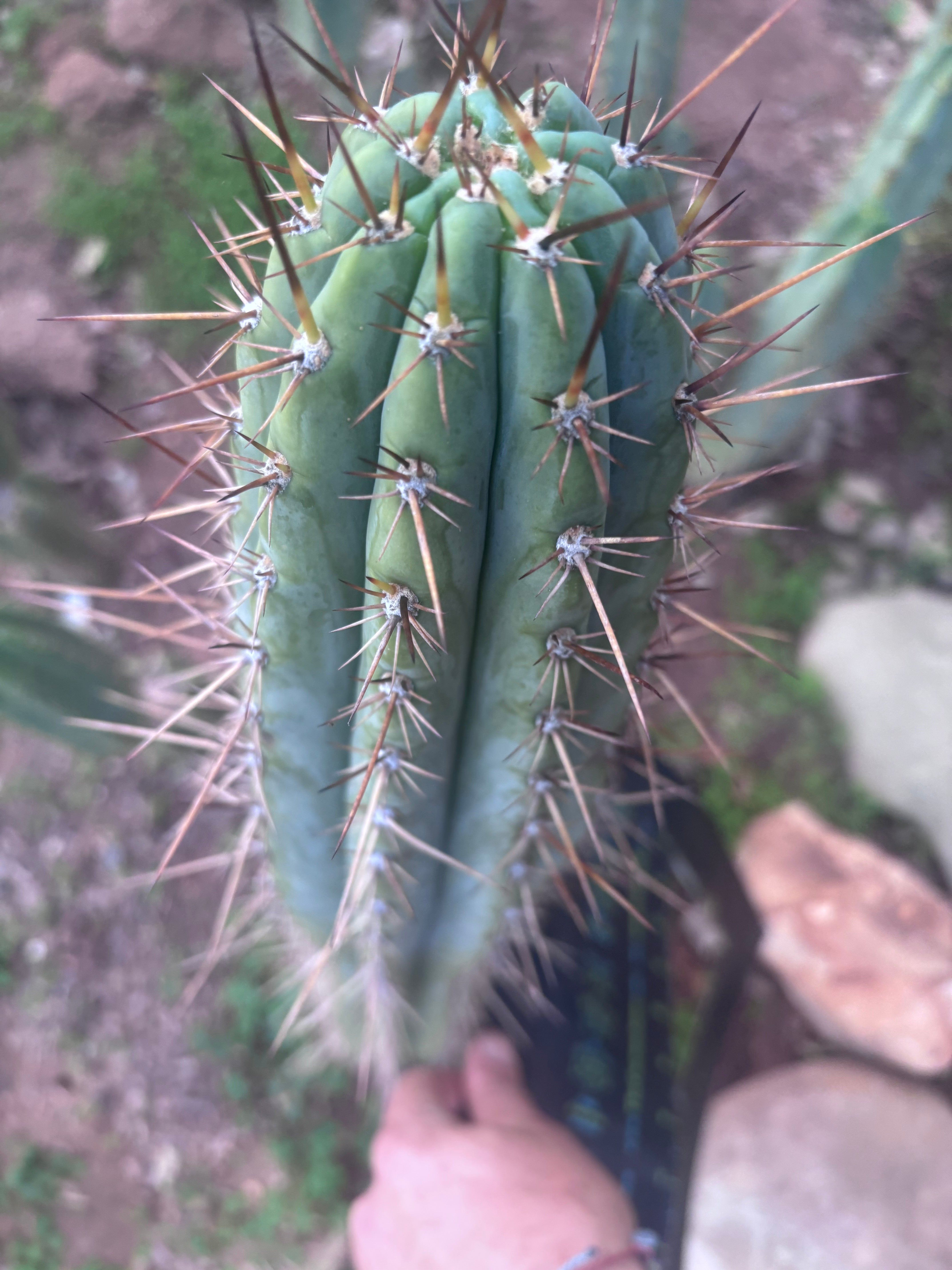 👑 SS01 — XL 15” Tip