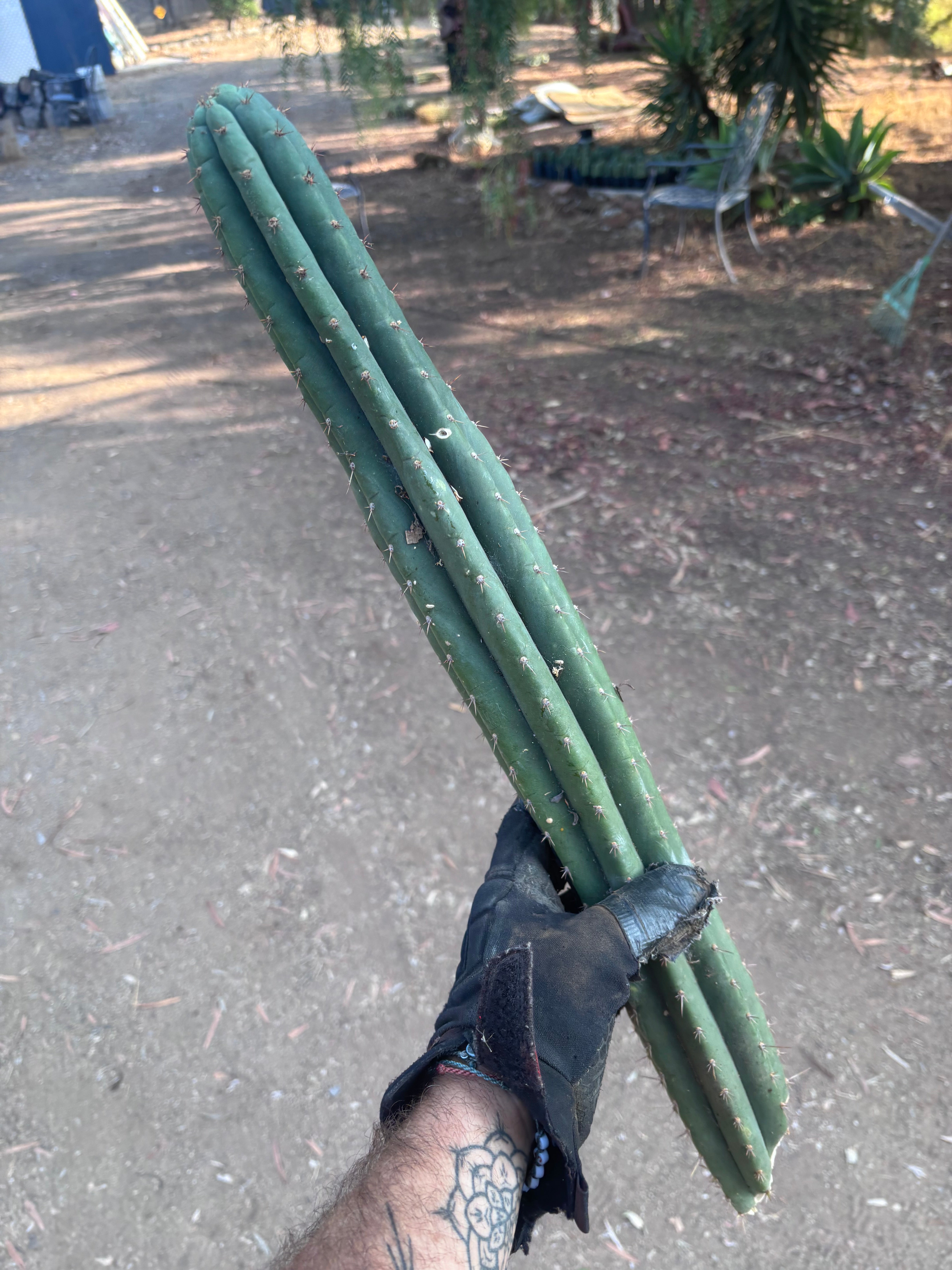 👑🌶️ KK339 — 21” Tip