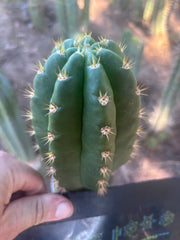 💎👑💎🌶️ CareBear — 5.5” Tip