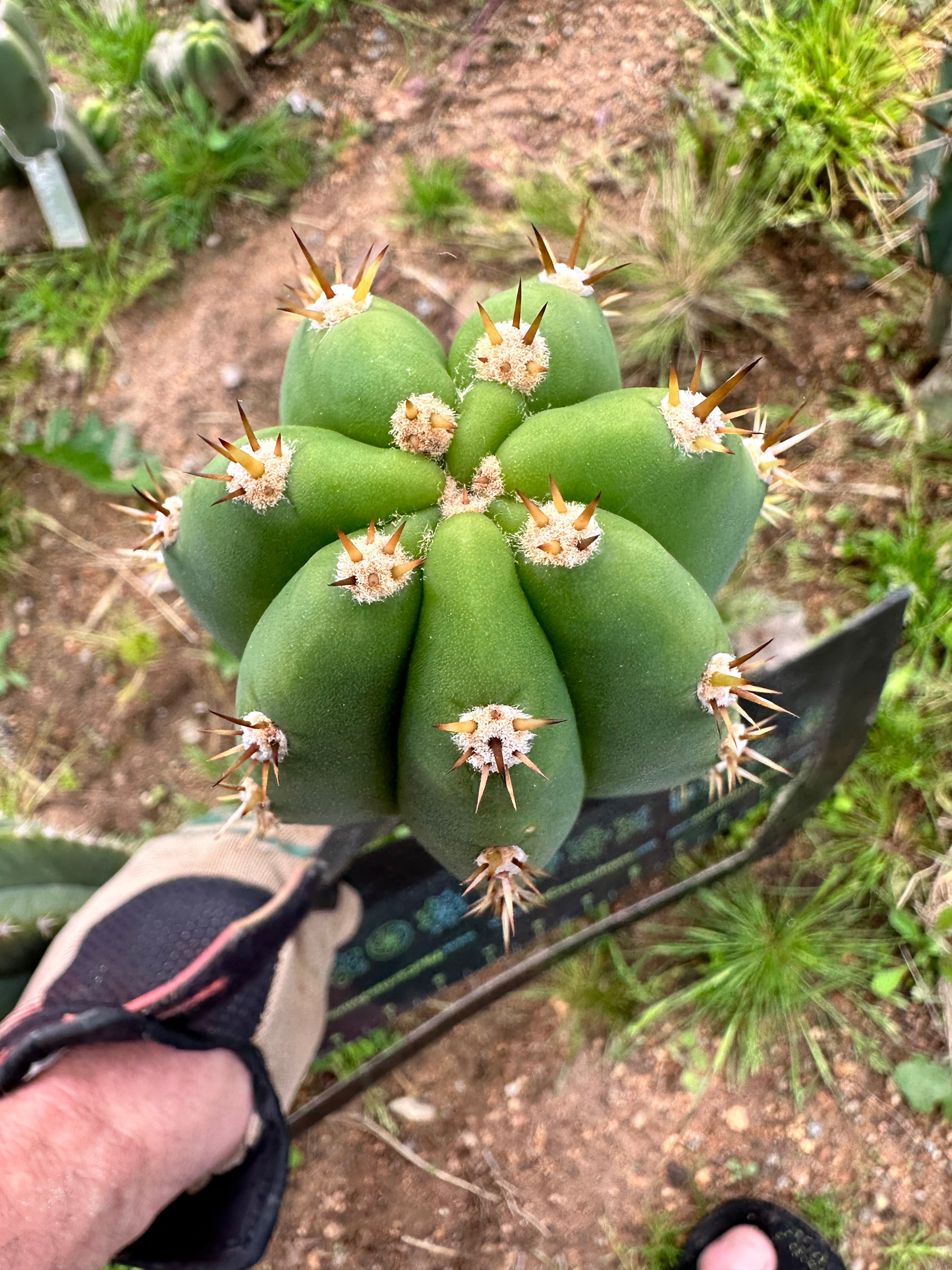 🌶️  Tipz x Super Pedro— 10” Tips (3)