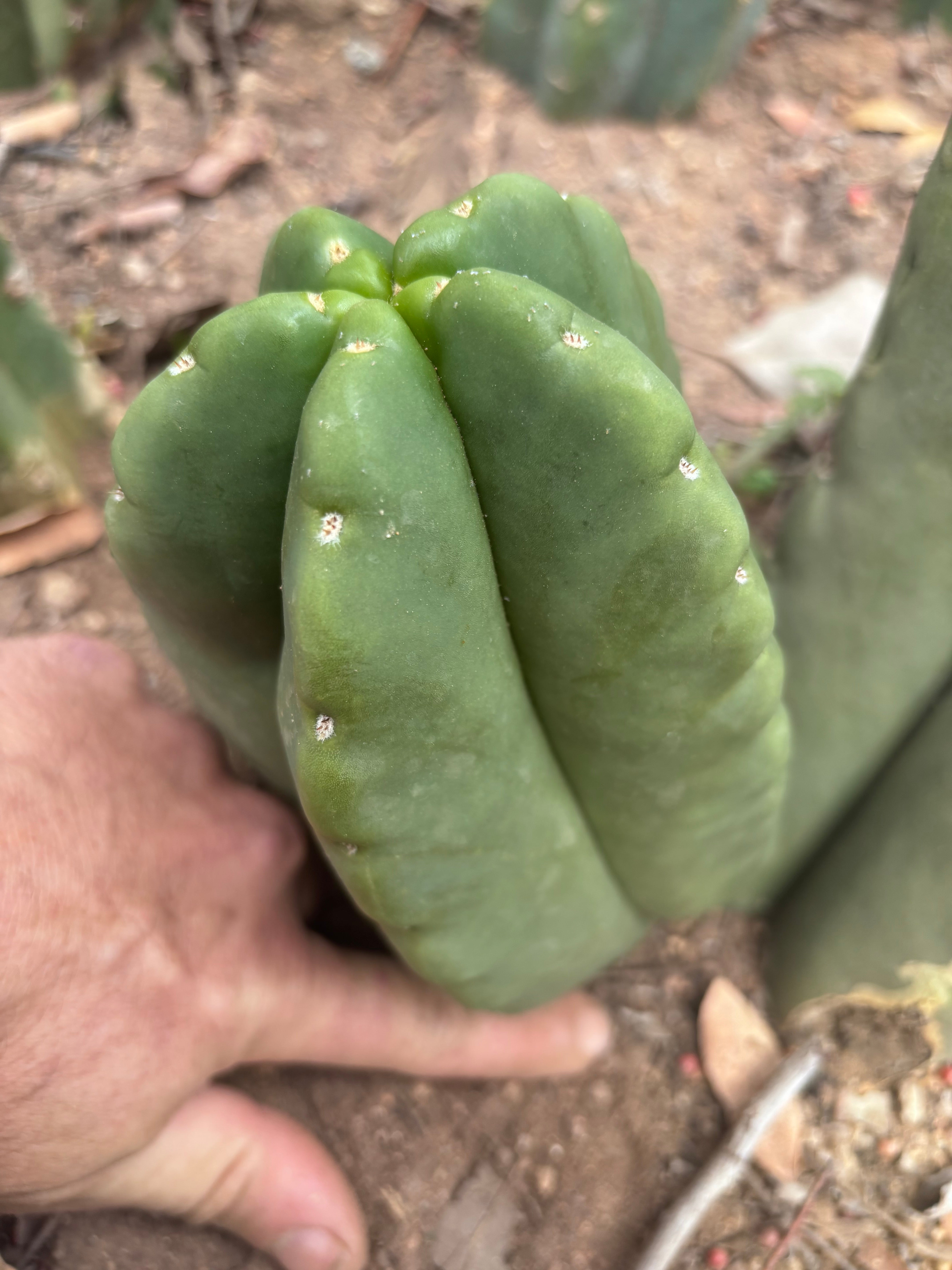 💎👑💎🌶️ Ferah — XL Pup