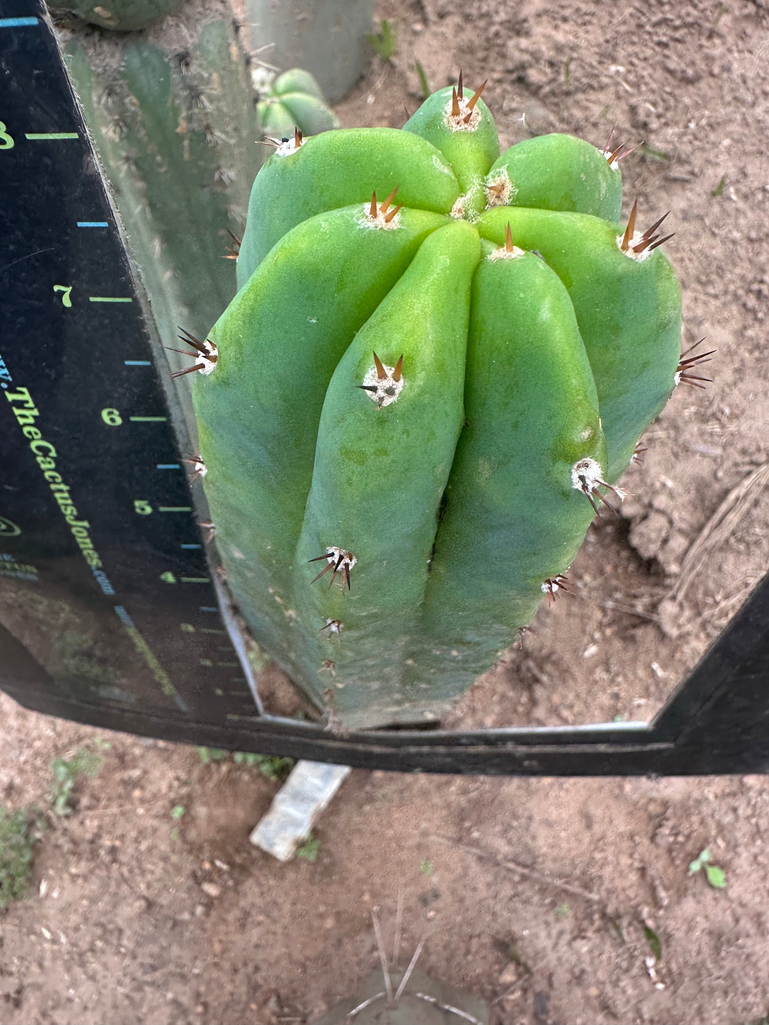 Lance x Hyperspace Pixie — 8” Tip