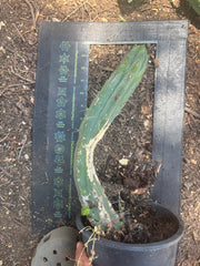 👑🌶️🌶️ Dulzura — Fully Rooted 14”