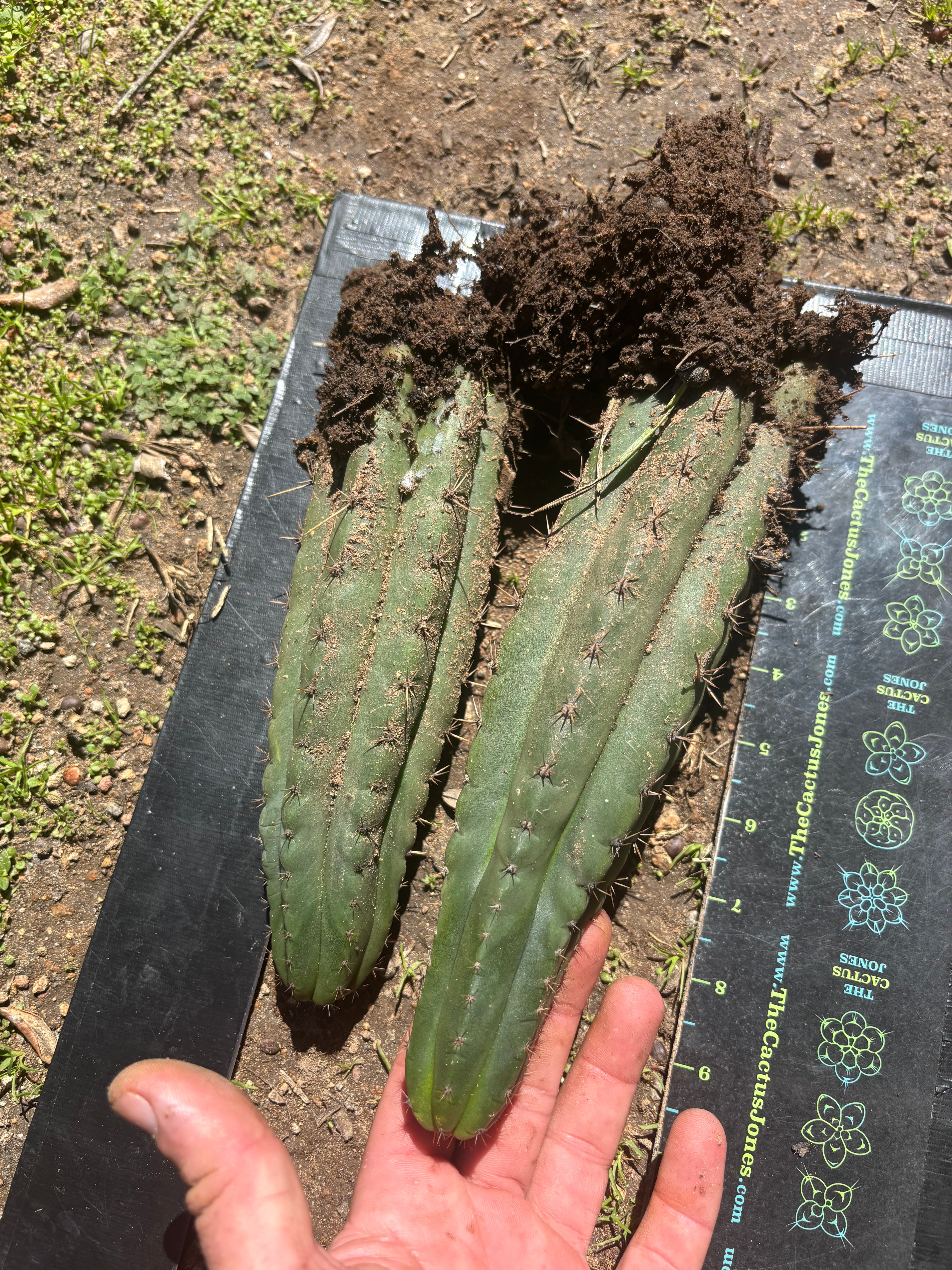 👑🌶️ Ayacucho  — Two Rooted for One Price (11” and 10”)
