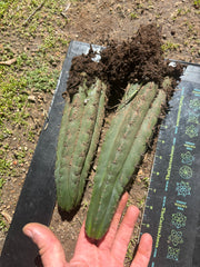 👑🌶️ Ayacucho  — Two Rooted for One Price (11” and 10”)