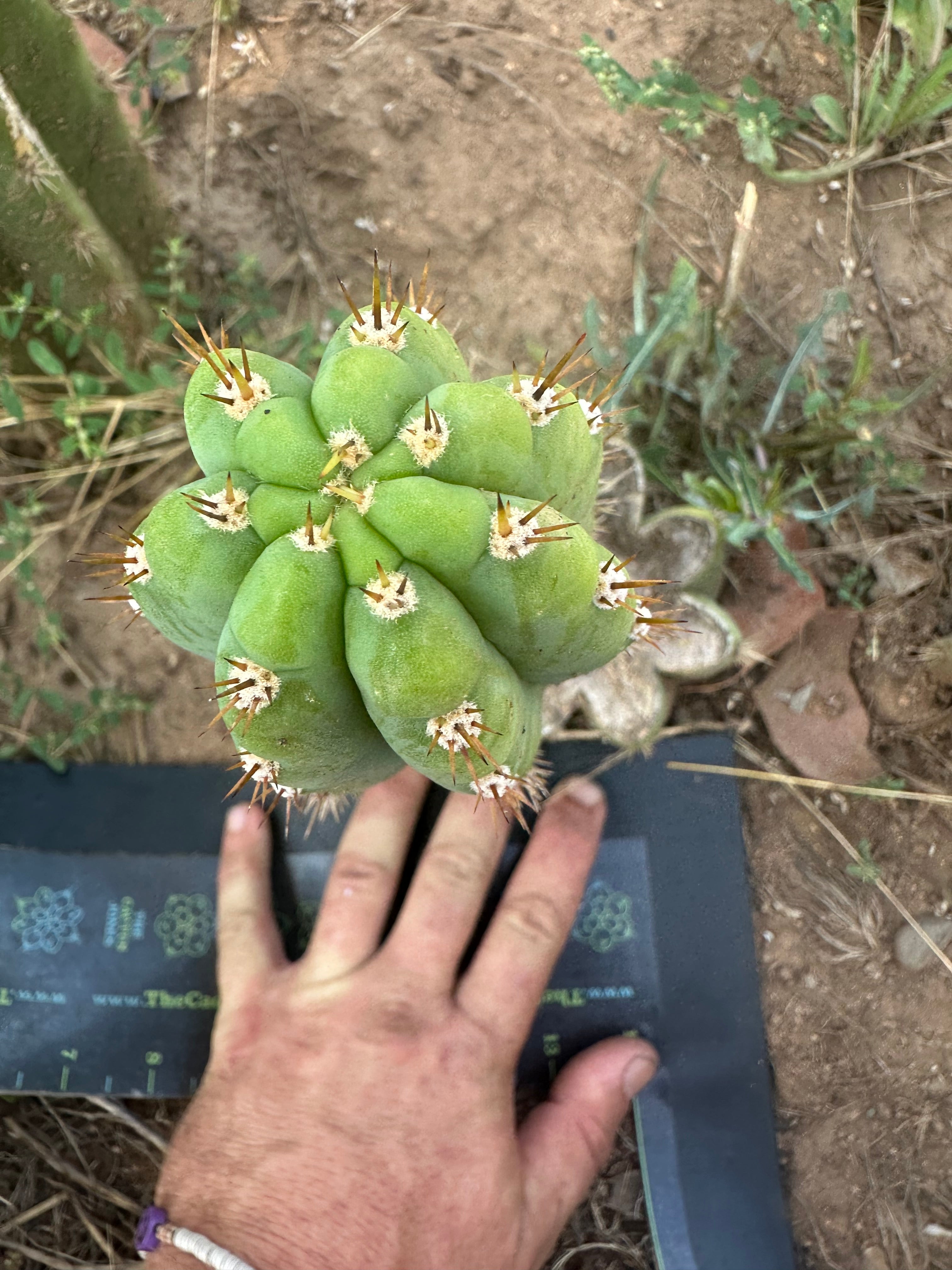 🌶️ JJOP — Fully Rooted Mid with 8” Pup