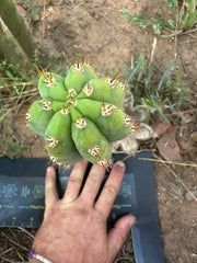 🌶️ JJOP — Fully Rooted Mid with 8” Pup