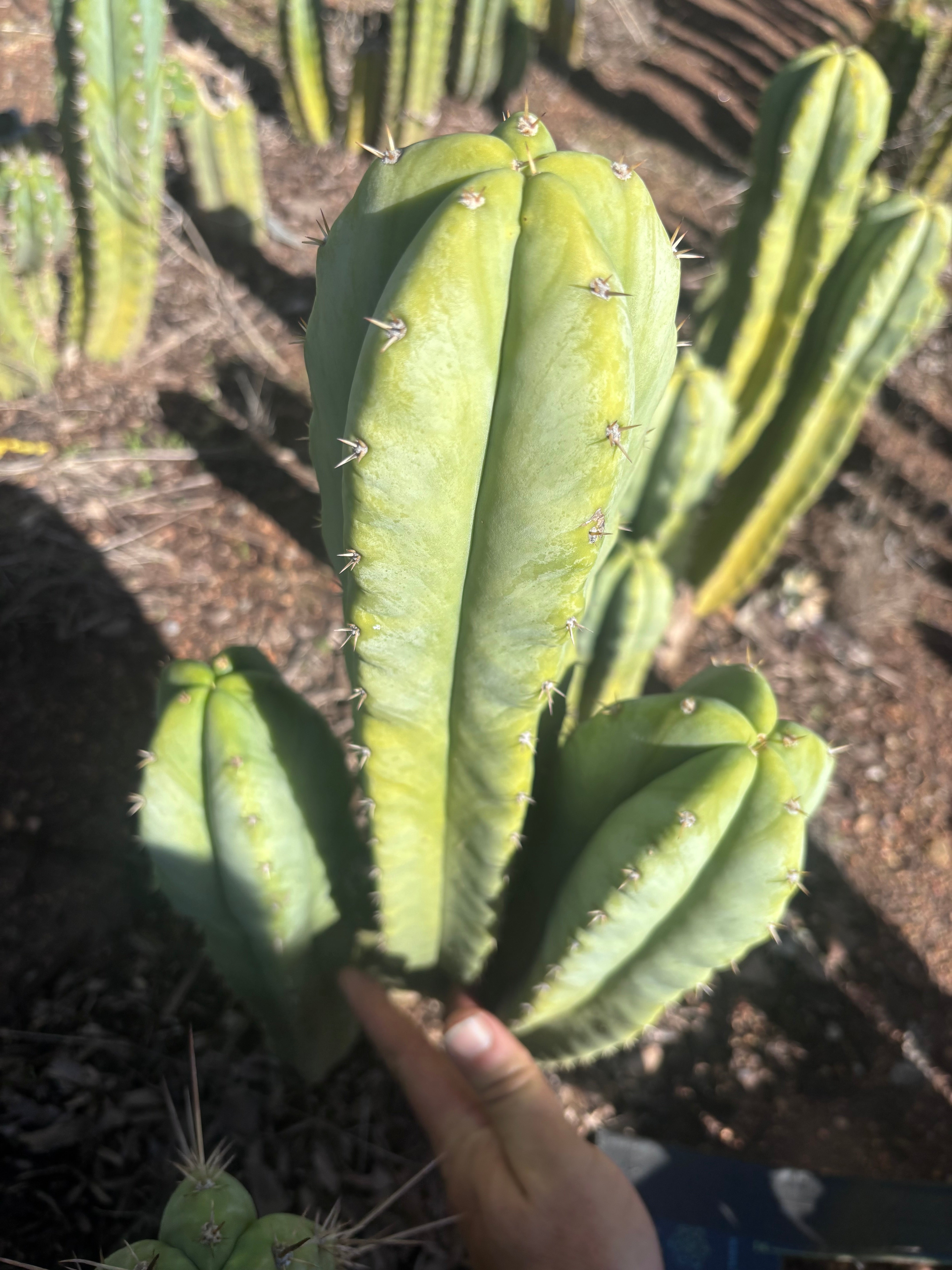 🌶️ Jada x Scop — XL 15” Pup