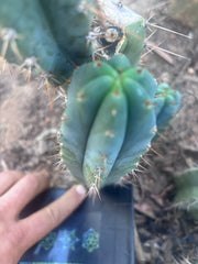 💎👑💎 Zordon  — 8” Pup