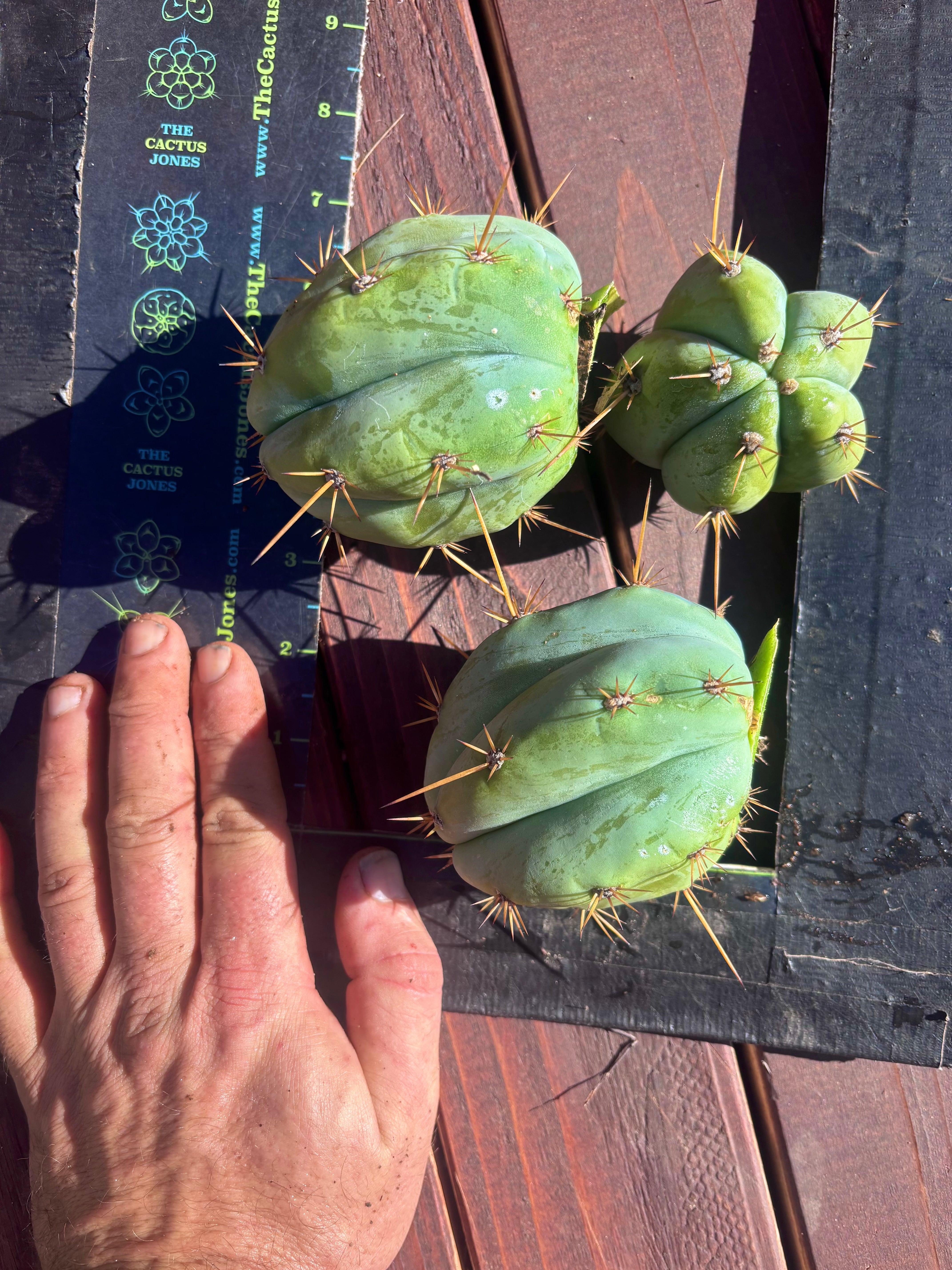 👑 Lotusland Huanu —  Pup Trio