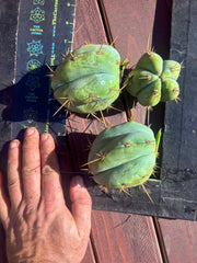 👑 Lotusland Huanu —  Pup Trio