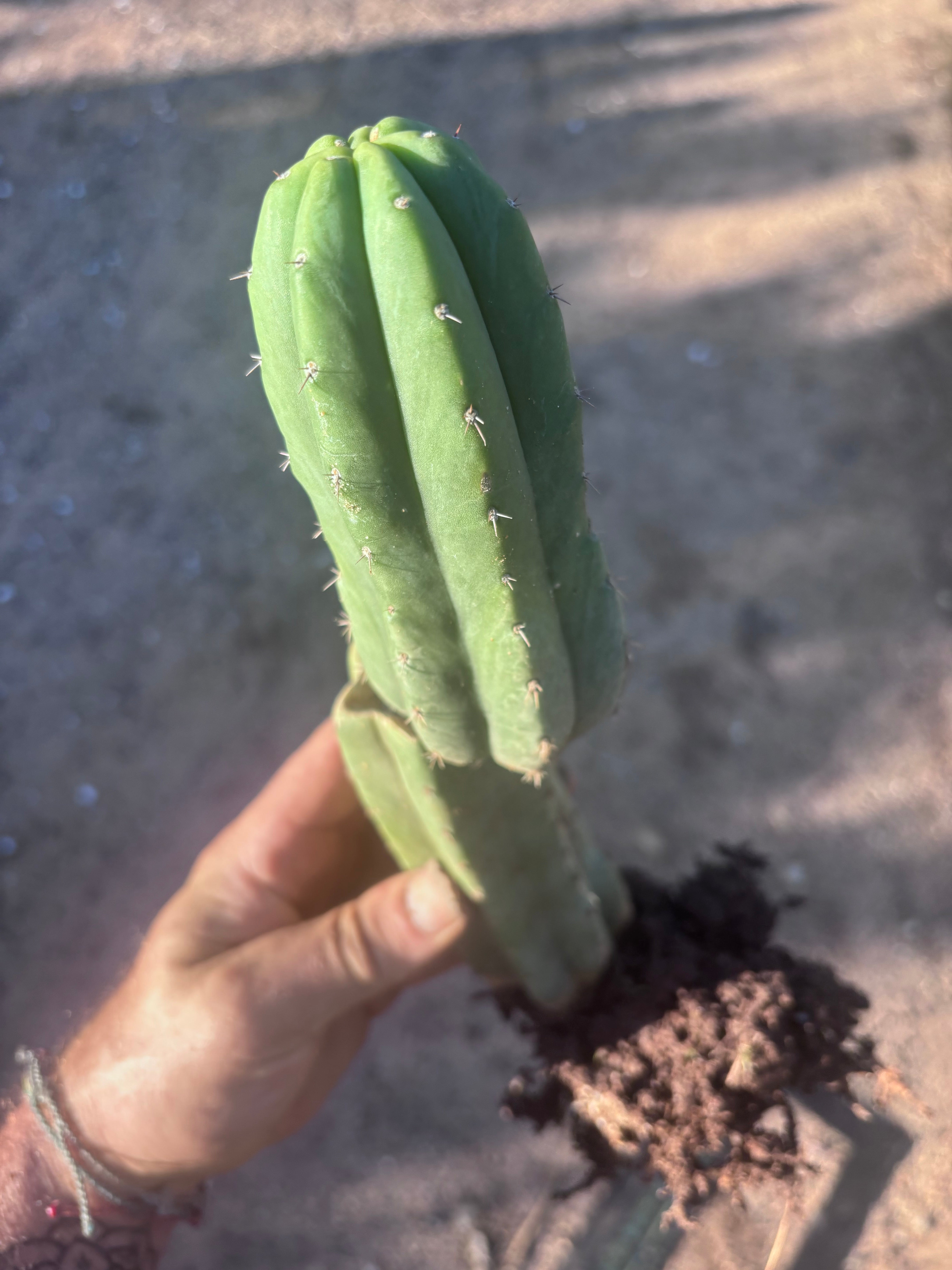 👑🌶️ Genesis — 12” Rooted