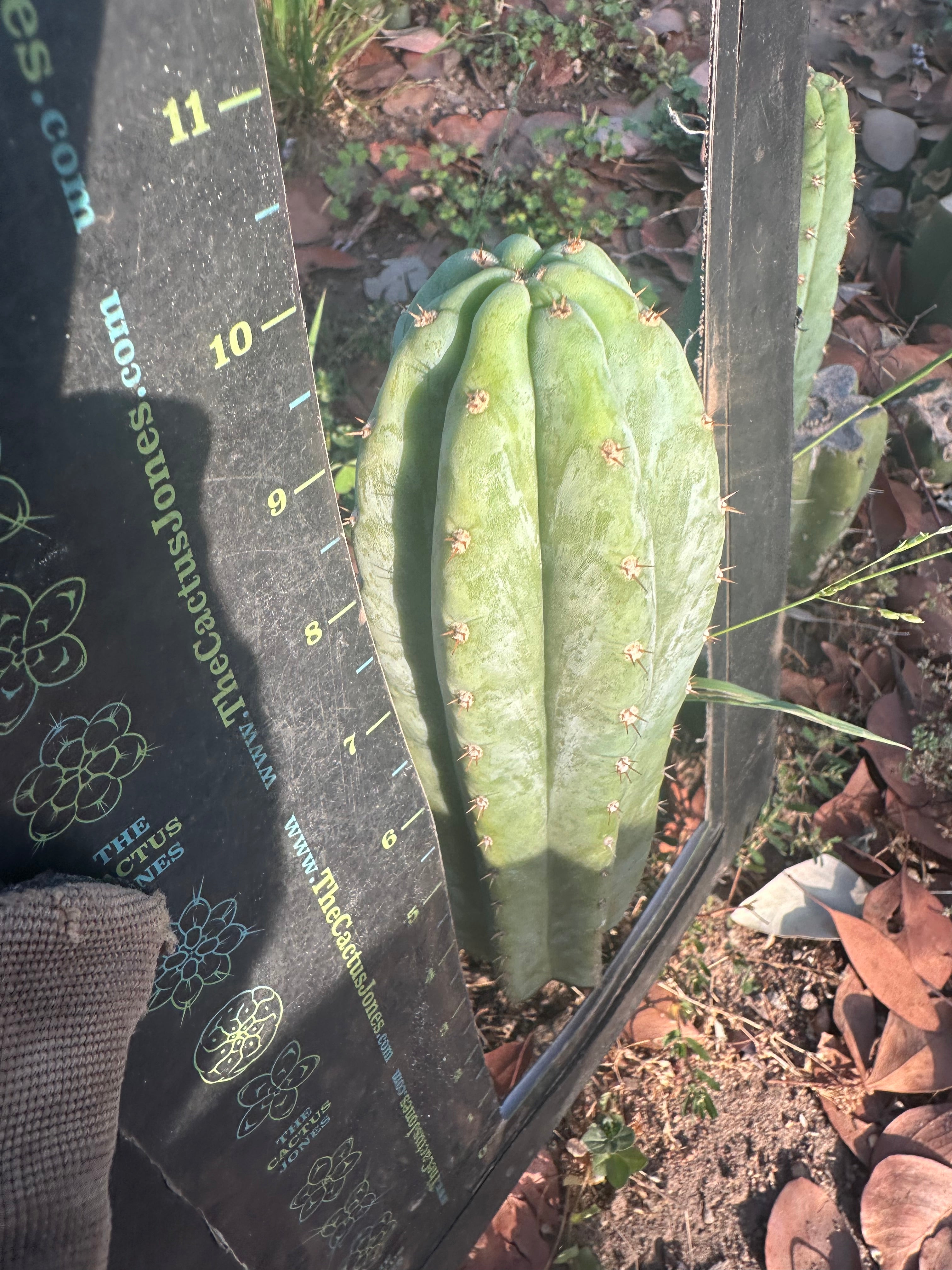 👑🌶️ Restocked (Again) — Ventucky Blue — 10” Tips