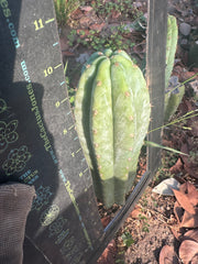 👑🌶️ Restocked (Again) — Ventucky Blue — 10” Tips