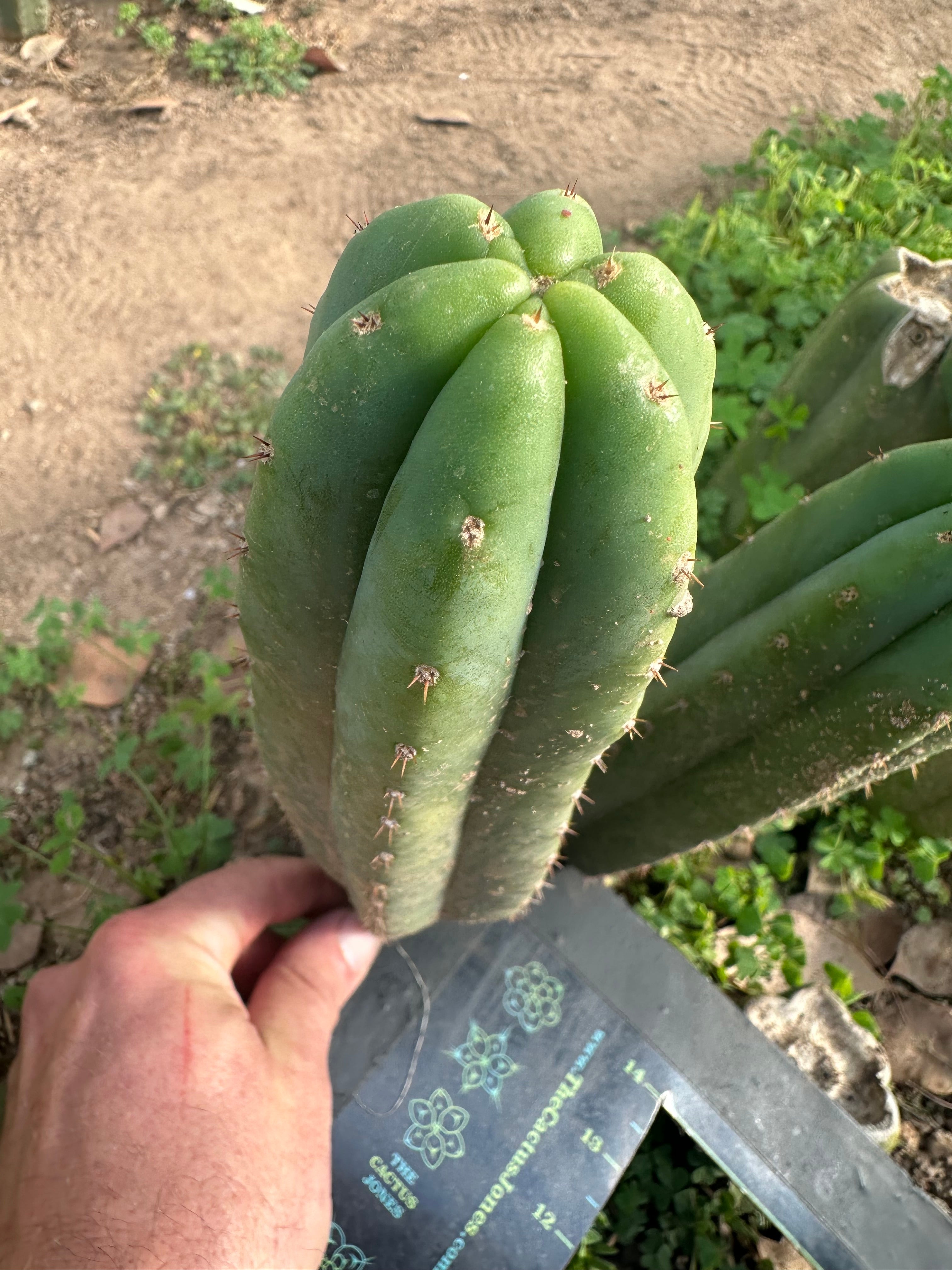 👑🌶️ Quito Qcumber — Restocked — 10” Tips