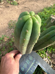 👑🌶️ Quito Qcumber — Restocked — 10” Tips