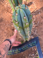 👑 Icaros — XL 14” Tip