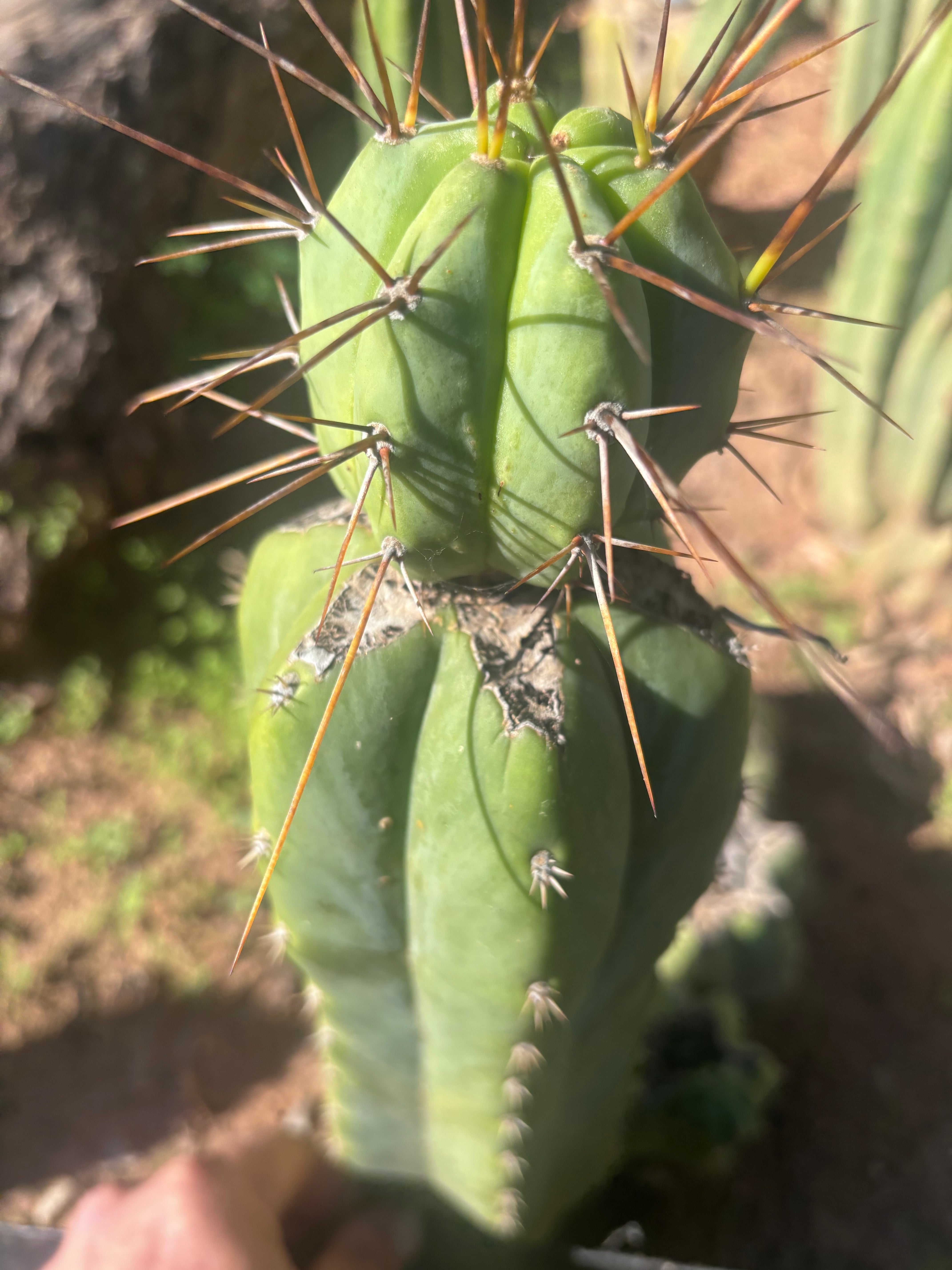 👑💎🌶️  CSD — Another Beefy Tip Graft