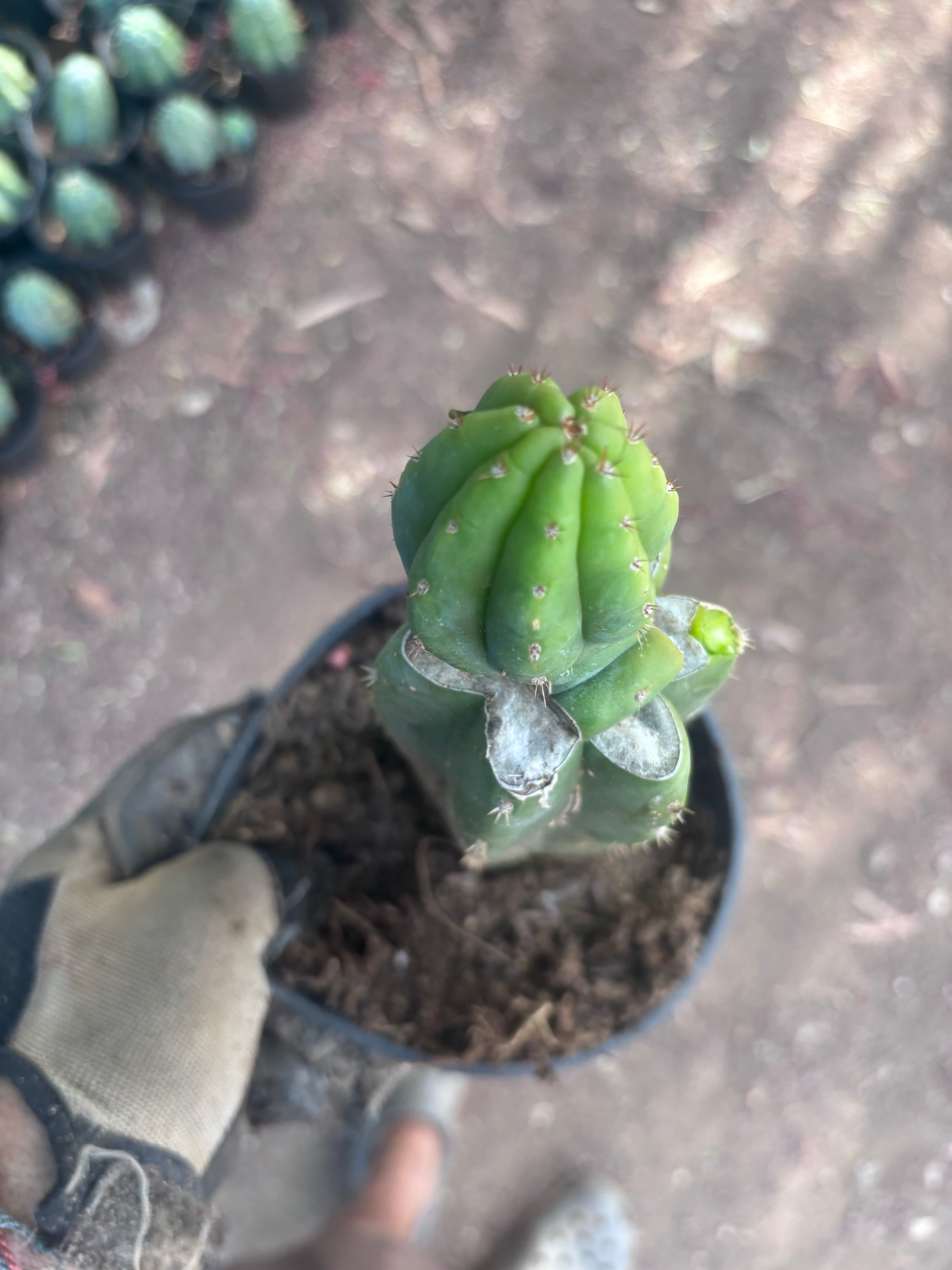 👑🌶️🌶️ KR04 — Rooted Slab Graft w/ Pup