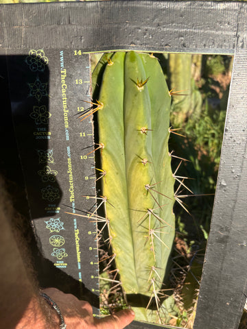 🌶️ Psycho0’ x SS01  — XL 14” Pup