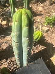 👑🌶️🌶️ Pala! — 8” Tip