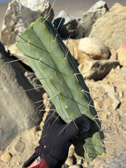 👑🌶️🌶️ Eileen — Massive 14” Mid