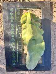 Totem — Beefy 13” Pup
