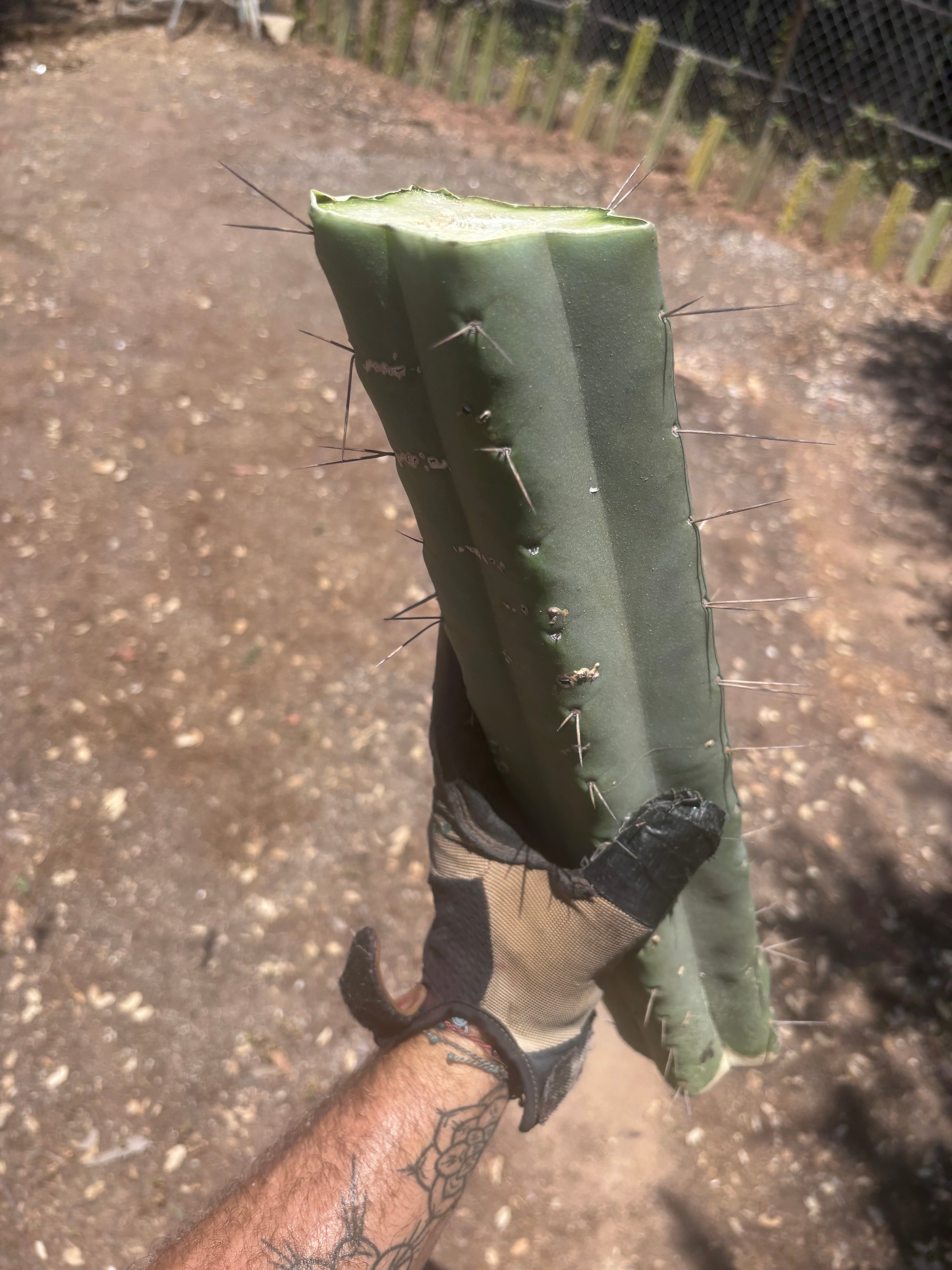 👑🌶️🌶️ Eileen — Massive 16” Mid