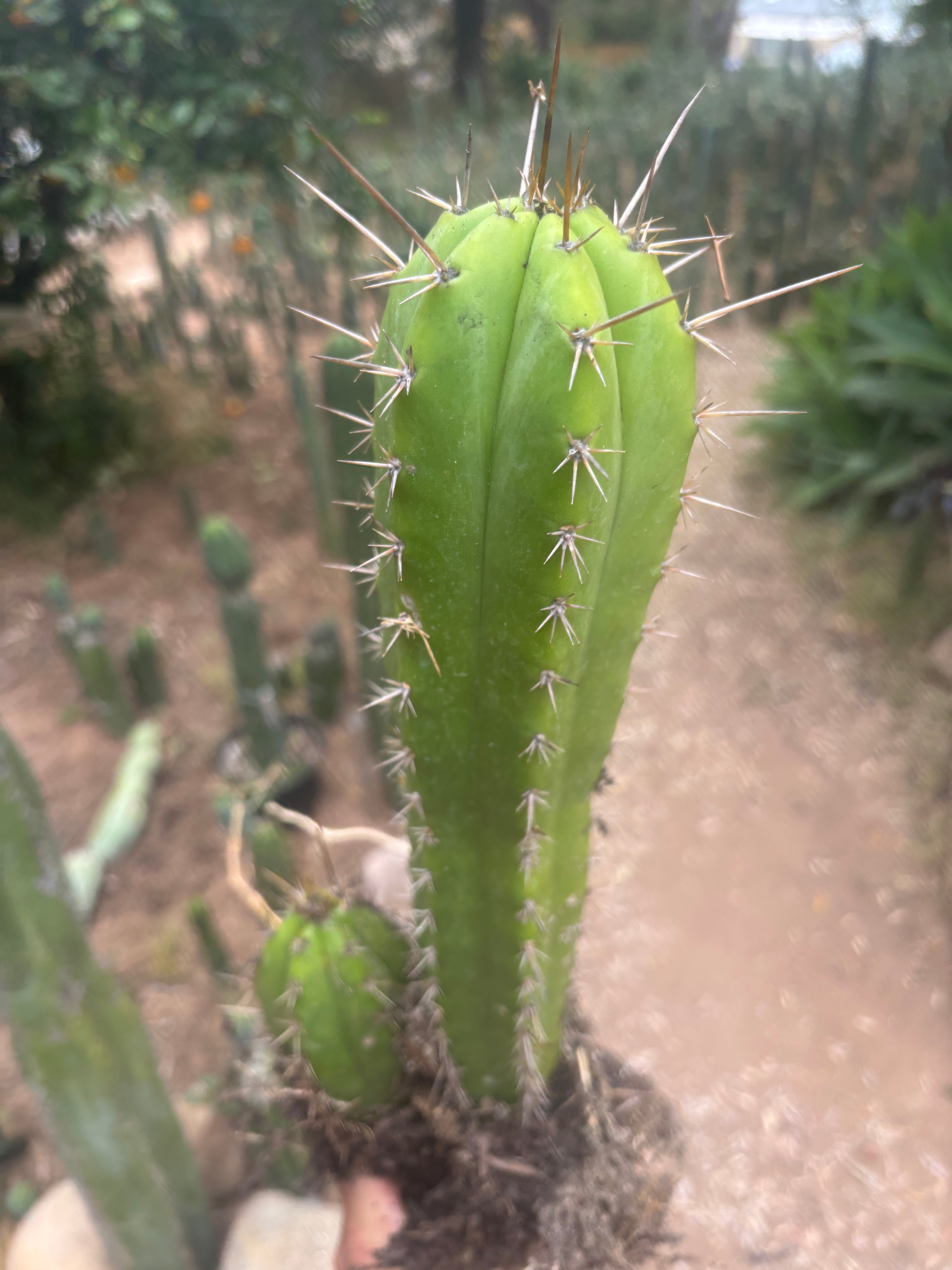 (🌶️) Lumberjack x Huaraz — Seed Grown Mini Stand