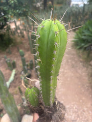 (🌶️) Lumberjack x Huaraz — Seed Grown Mini Stand
