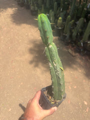 👑🌶️🌶️ Dulzura — Ugly, Rootbound and Pumping 💪15”