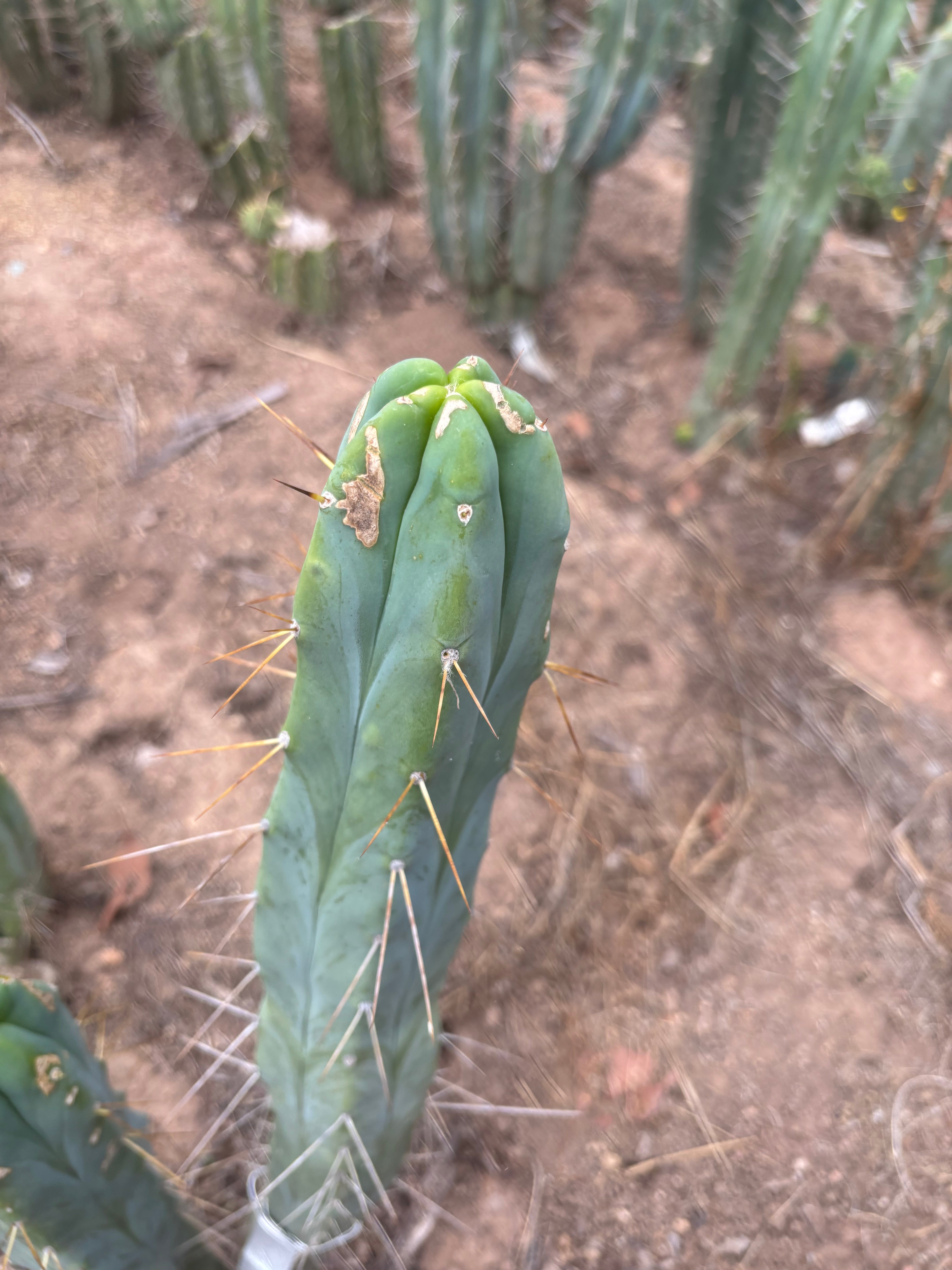👑🌶️ Kai — 15” Tip