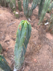 👑🌶️ Kai — 15” Tip